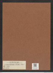 Actinoptychus szoboi Pant. (de-Toni-Nr.: Genus 227, Species 5534) Zeichnungen Sammlung Grunow Mappe 05300 (Herbarium_W_Grunow_drawings_Folder_05300)